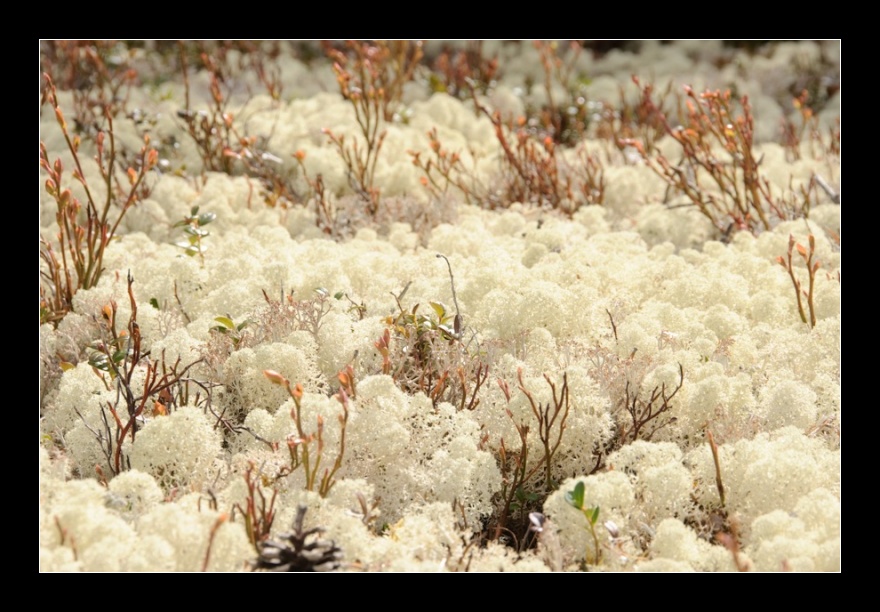 Heidalsskogen, Norsko