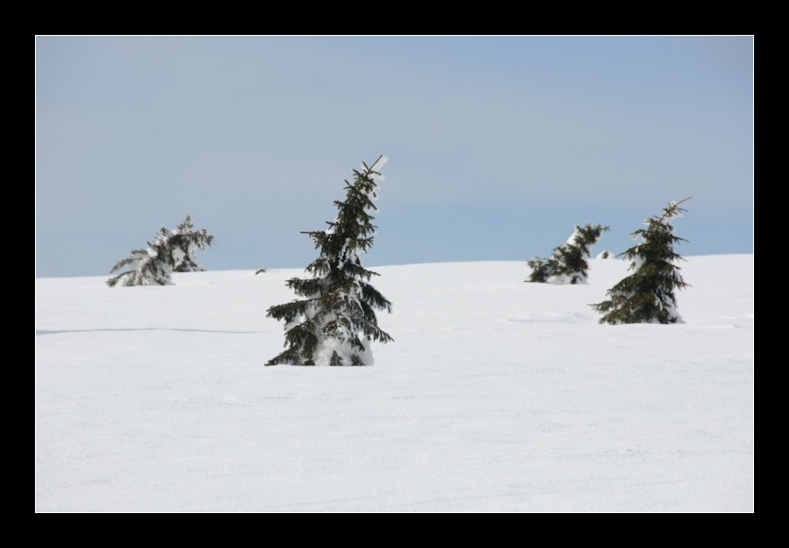 Labská louka, Krkonoše