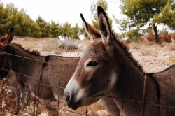 Makarska, Chorvatsko