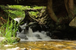 Prášilský potok, Šumava