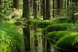 NPR Černé jezero, Šumava