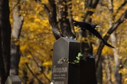 Olšanské hřbitovy