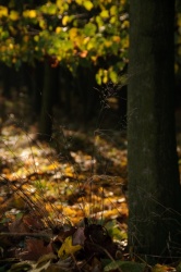 Opatovická obora, Kolín