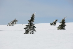 Labská louka, Krkonoše